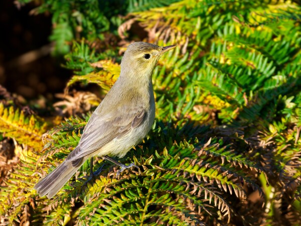 Melodious Warbler