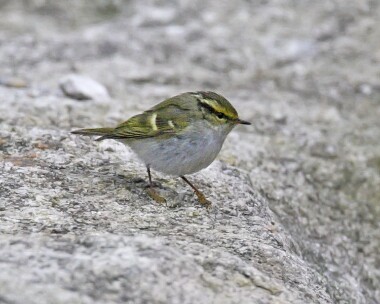 pallaswarbler161207 Pallas's Warbler Ramsey, Isle of Man (Record shot)