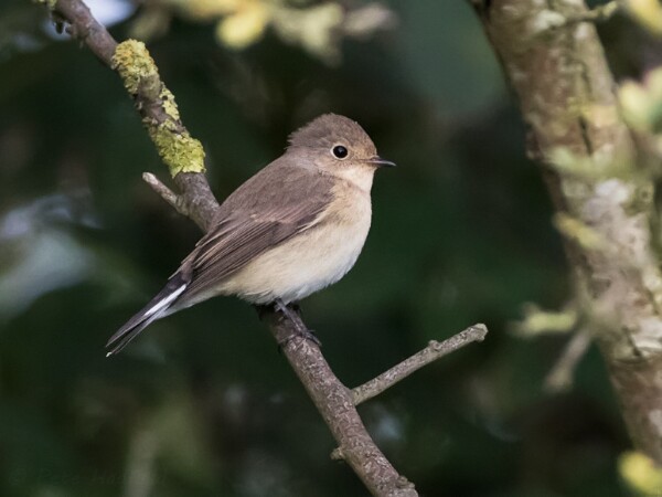 Red-breasted Flycatcher