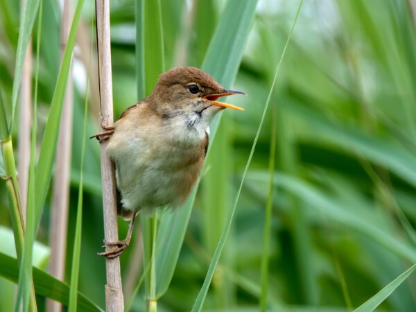 Reed Warbler