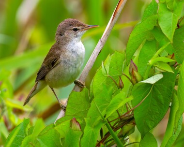 reedwarbler020710b Reed Warbler Welney, Norfolk