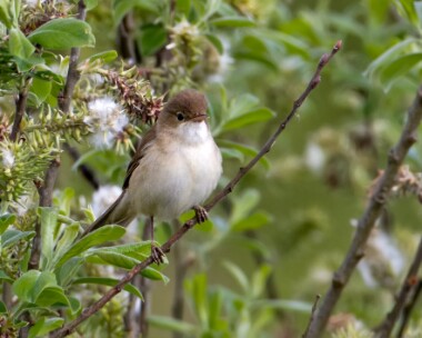 reedwarbler170510 Reed Warbler Lakenheath, Suffolk