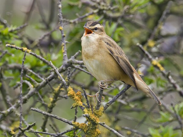 Sedge Warbler