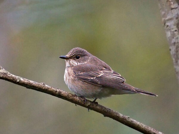 Spotted Flycatcher