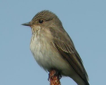 spotfly Spotted Flycatcher Ballaghennie, Isle of Man