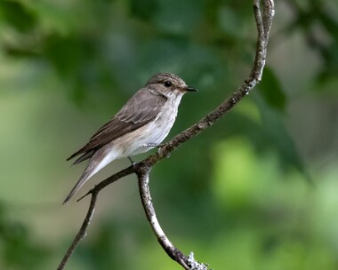 spotfly010718 Spotted Flycatcher Mull, Scotland