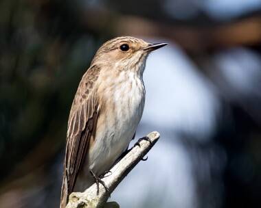 spotfly080516 Spotted Flycatcher Ballaghennie, Isle of Man