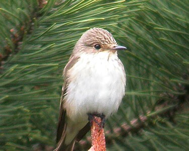 spotfly1 Spotted Flycatcher Ballaghennie, Isle of Man