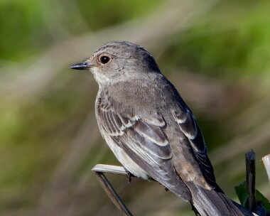 spotfly110910 Spotted Flycatcher Langness, Isle of Man