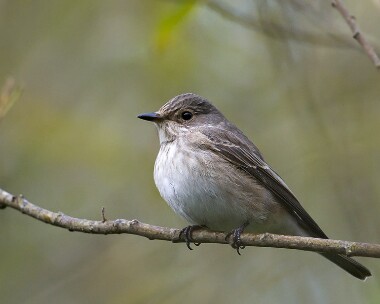 spotfly130908 Spotted Flycatcher Port Mooar, Isle of Man