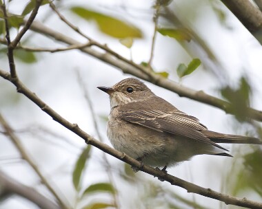 spotfly130908b Spotted Flycatcher Port Mooar, Isle of Man