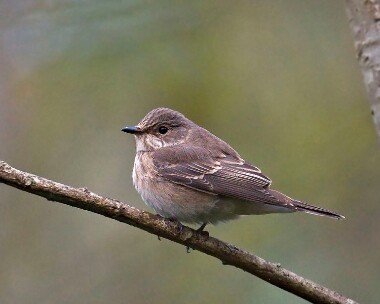 spotfly130908c Spotted Flycatcher Port Mooar, Isle of Man