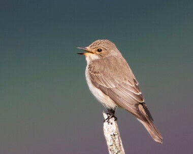 spotfly140511 Spotted Flycatcher Insh Marshes, Scotland