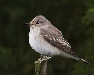 spotfly230509 Spotted Flycatcher Ballaghennie, Isle of Man