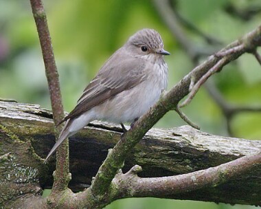 spottedflycatcher280505 Spotted Flycatcher Ballasalla, Isle of Man