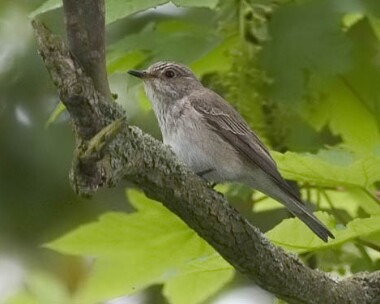 spottedflycatcher3 Spotted Flycatcher Ballasalla, Isle of Man