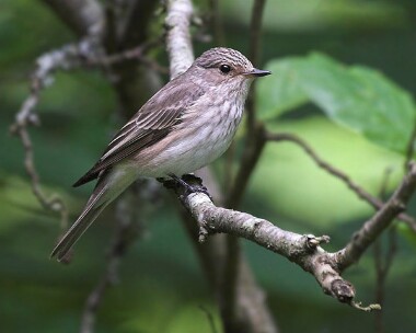 spottedflycatcher5 Spotted Flycatcher Lake Vyrnwy, North Wales