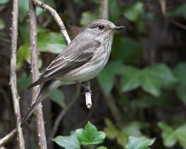 spottedflycatcher6 Spotted Flycatcher Lake Vyrnwy, North Wales