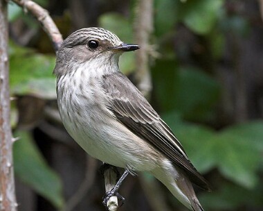 spottedflycatcher7 Spotted Flycatcher Lake Vyrnwy, North Wales