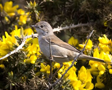 commonwhitethroat250409 Common Whitethroat Ballaghennie, Isle of Man