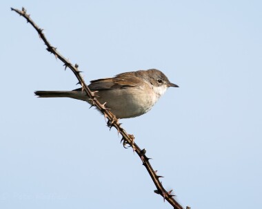 whitethroat080515 Common Whitethroat Kelling, Norfolk