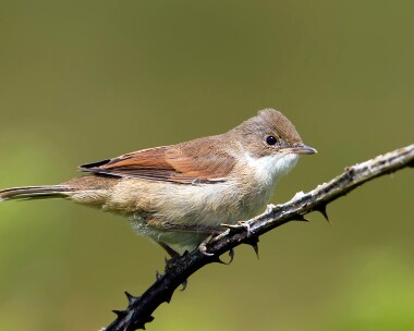 whitethroat180611 Common Whitethroat Bradda head, Isle of Man