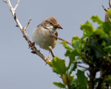 whitethroat180622 Common Whitethroat Ballannette, Isle of Man