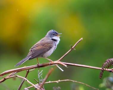 whitethroat230411 Common Whitethroat Smeale, Isle of Man