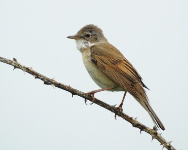 whitethroat280516 Common Whitethroat Langness, Isle of Man