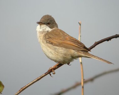 whitethroat6 Whitethroat Langness, Isle of Man