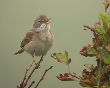 whitethroat7_filtered Common Whitethroat Langness, Isle of Man