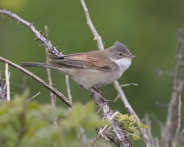 whitethroat8 Whitethroat Langness, Isle of Man