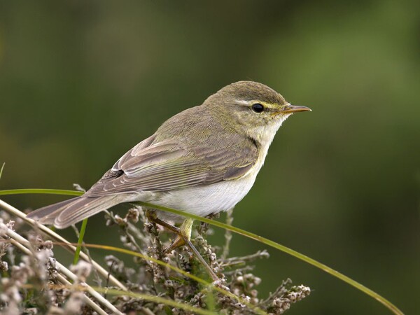 Willow Warbler