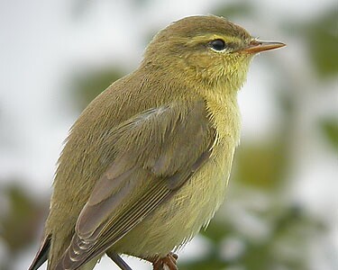 wiillowwarbler1 Willow Warbler Derbyhaven, Isle of Man