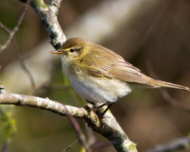 willowwarbler020411 Willow Warbler Derbyhaven, Isle of Man