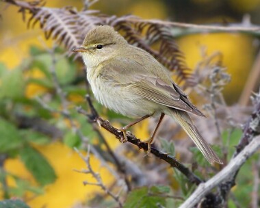 willowwarbler10 Willow Warbler Langness, Isle of Man