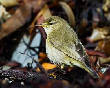 willowwarbler140413 Willow Warbler Derbyhaven, Isle of Man