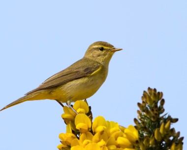 willowwarbler160411 Willow Warbler Smeale, Isle of Man