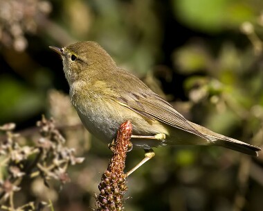 willowwarbler180409 Willow Warbler Ballaghennie, Isle of Man