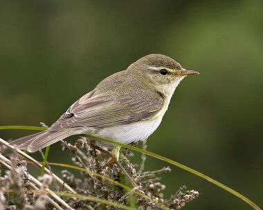 willowwarbler230509 Willow Warbler Ballaghennie, Isle of Man
