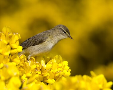 willowwarbler250409 Willow Warbler Ballaghennie, Isle of Man