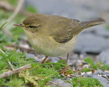 willowwarbler8 Willow Warbler Derbyhaven, Isle of Man