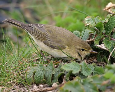 willowwarbler9 Willow Warbler Derbyhaven, Isle of Man