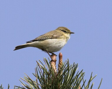 willywobbler290407 Willow Warbler Ballaghennie, Isle of Man