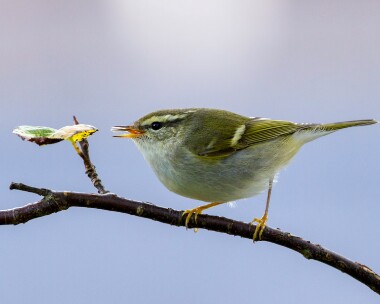 yellowbrowedwarbler290912 Yellow-browed Warbler Laxey, Isle of Man