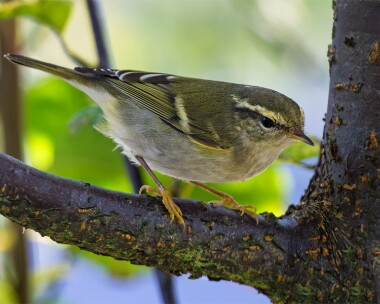 yellowbrowedwarbler290912b Yellow-browed Warbler Laxey, Isle of Man