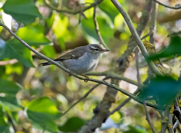 Arctic Warbler