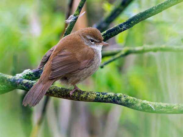 Cettis Warbler