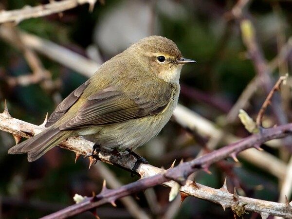 Chiffchaff