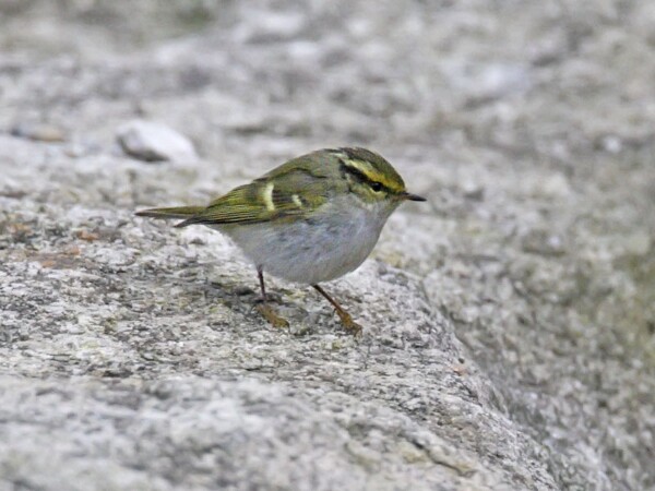 Pallas Warbler